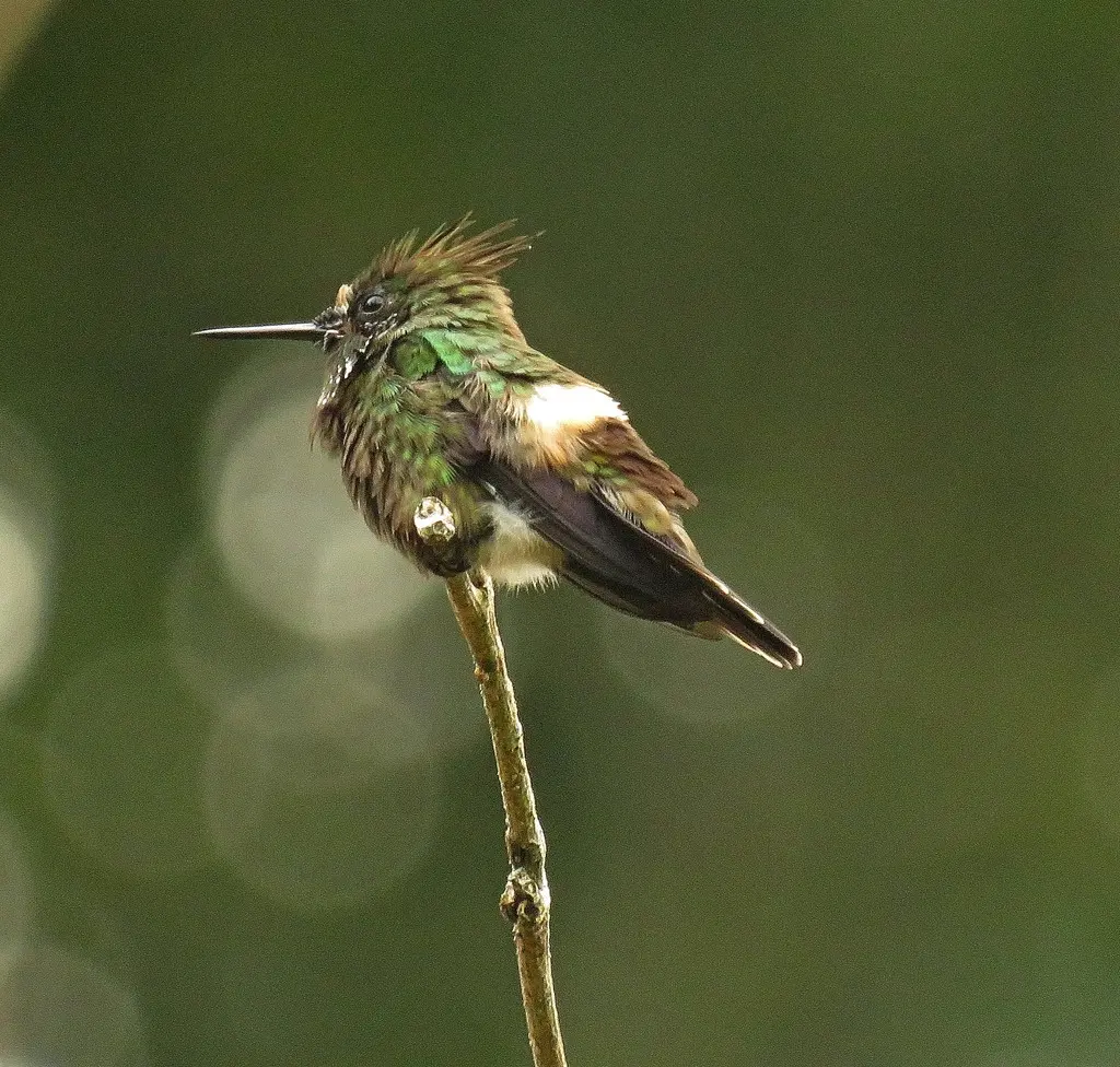 蝴蝶冠蜂鸟（Lophornis verreauxii）