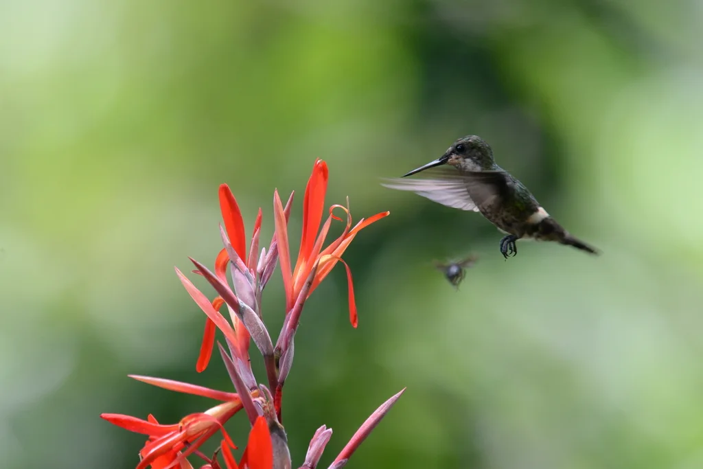 蝴蝶冠蜂鸟（Lophornis verreauxii）