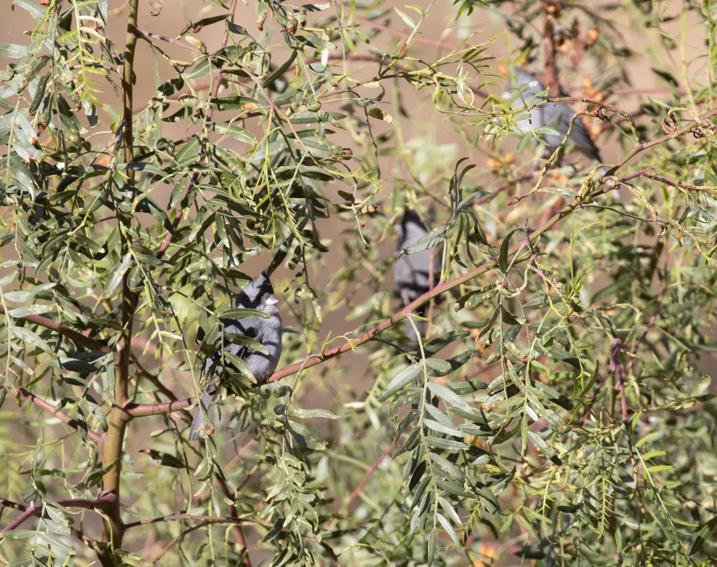 灰冠雀鹀（Lophospingus griseocristatus）