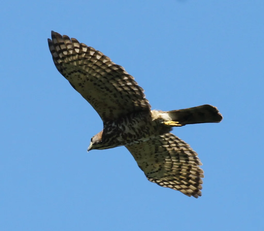 凤头鹰(Lophospiza trivirgata)