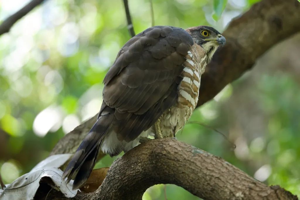 凤头鹰(Lophospiza trivirgata)