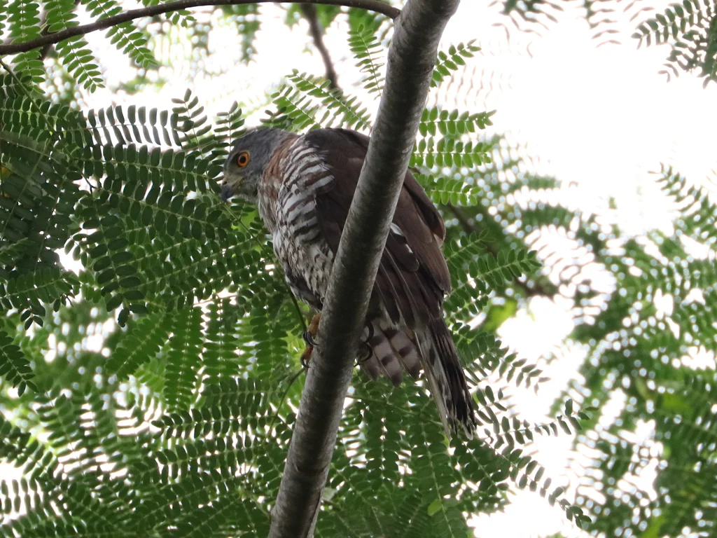 凤头鹰(Lophospiza trivirgata)