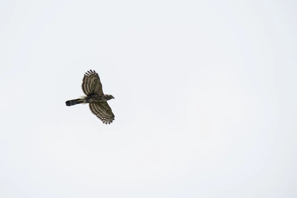 凤头鹰(Lophospiza trivirgata)