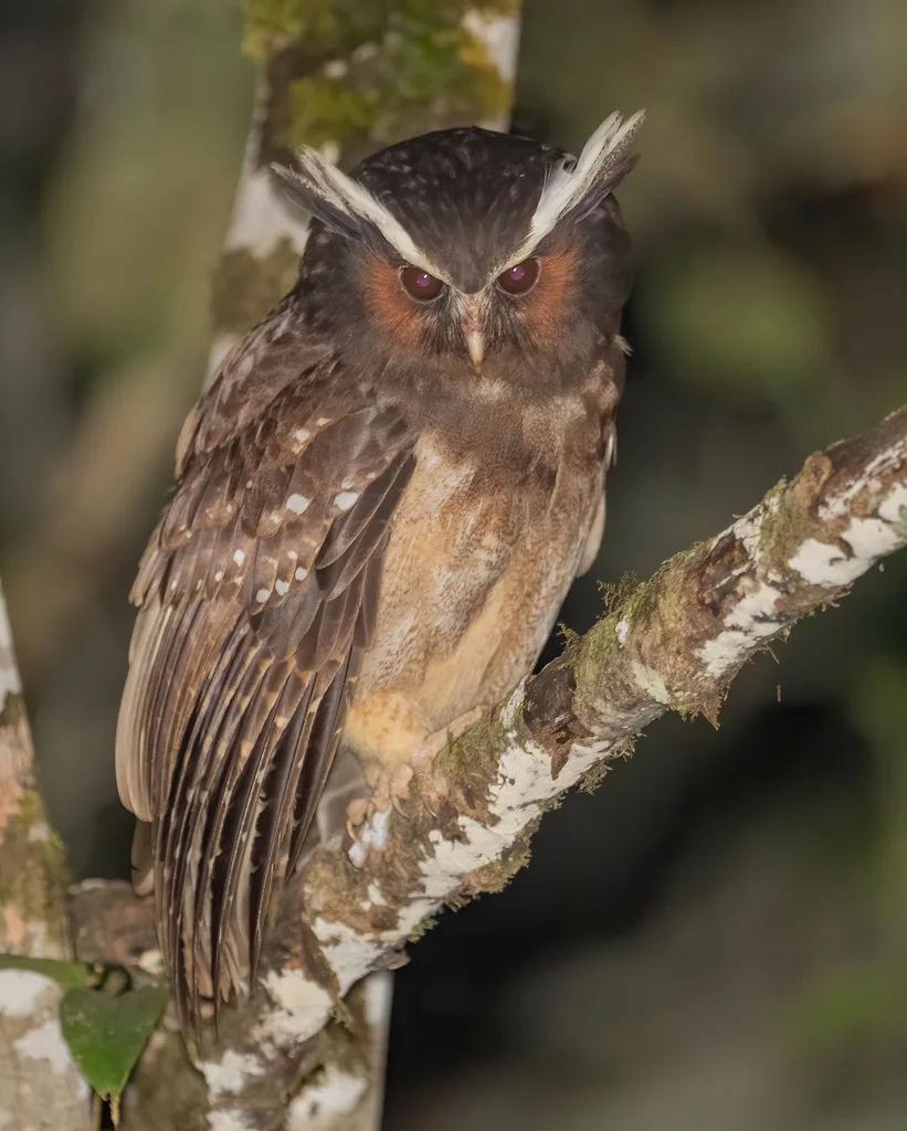 冠鸮(Lophostrix cristata)