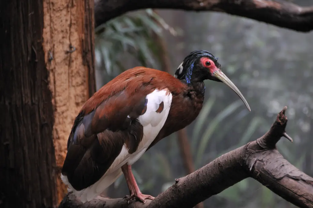 凤头林鹮(Lophotibis cristata)