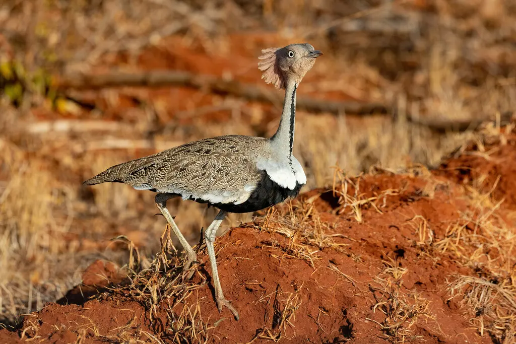 黄冠鸨（Lophotis gindiana）