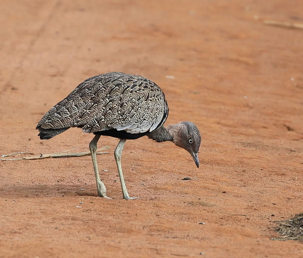 黄冠鸨（Lophotis gindiana）