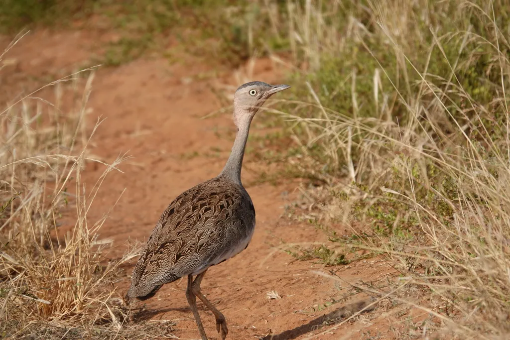 黄冠鸨（Lophotis gindiana）