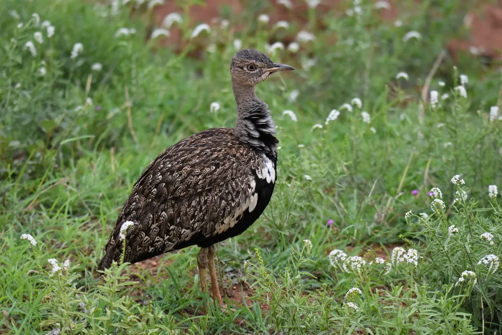 红冠鸨(Lophotis ruficrista)