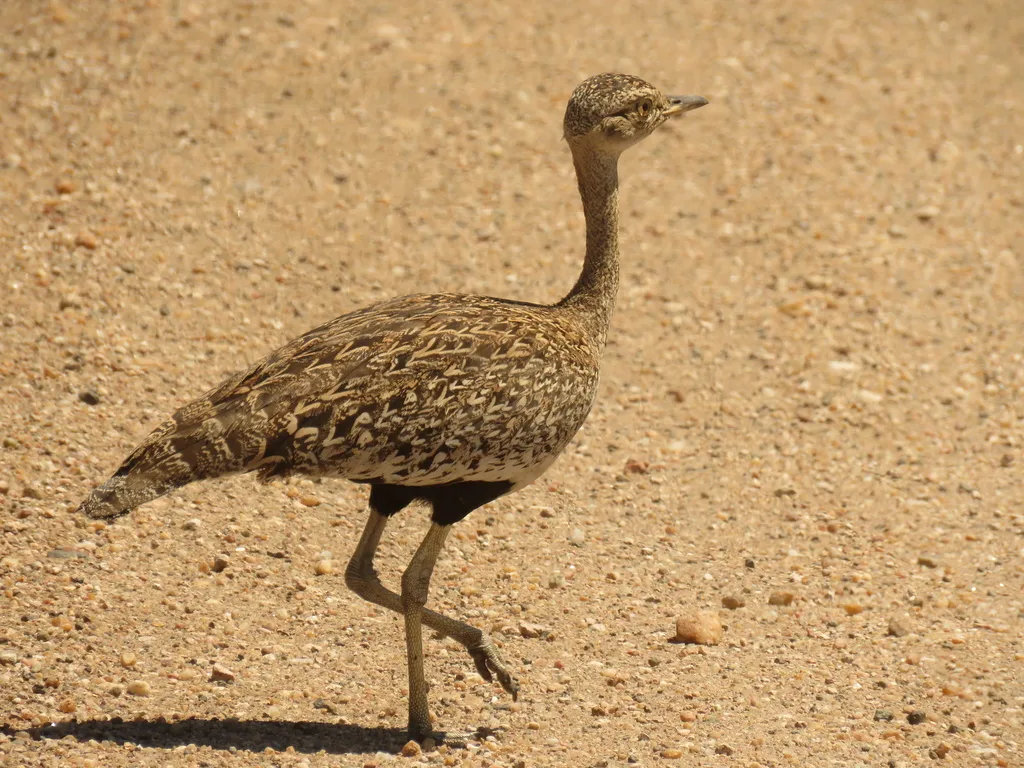 红冠鸨(Lophotis ruficrista)