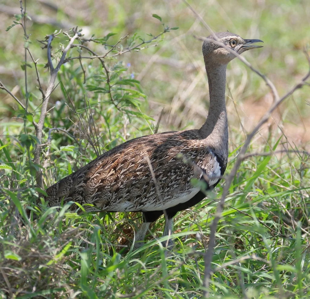 红冠鸨(Lophotis ruficrista)