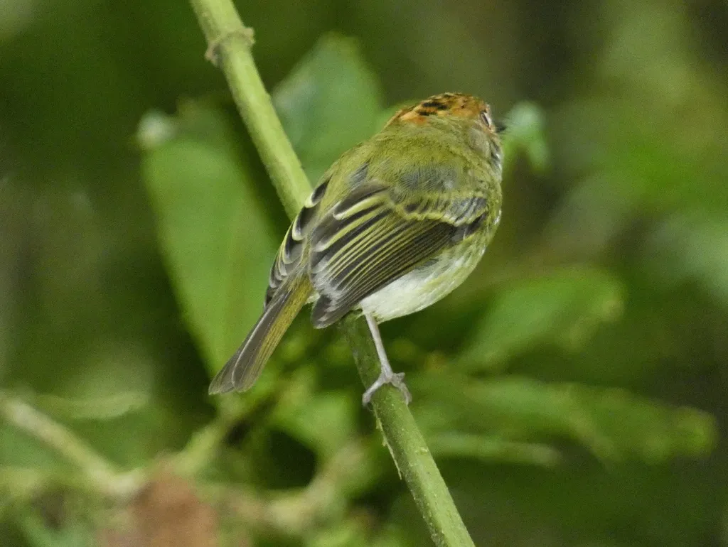 鳞冠侏霸鹟(Lophotriccus pileatus)