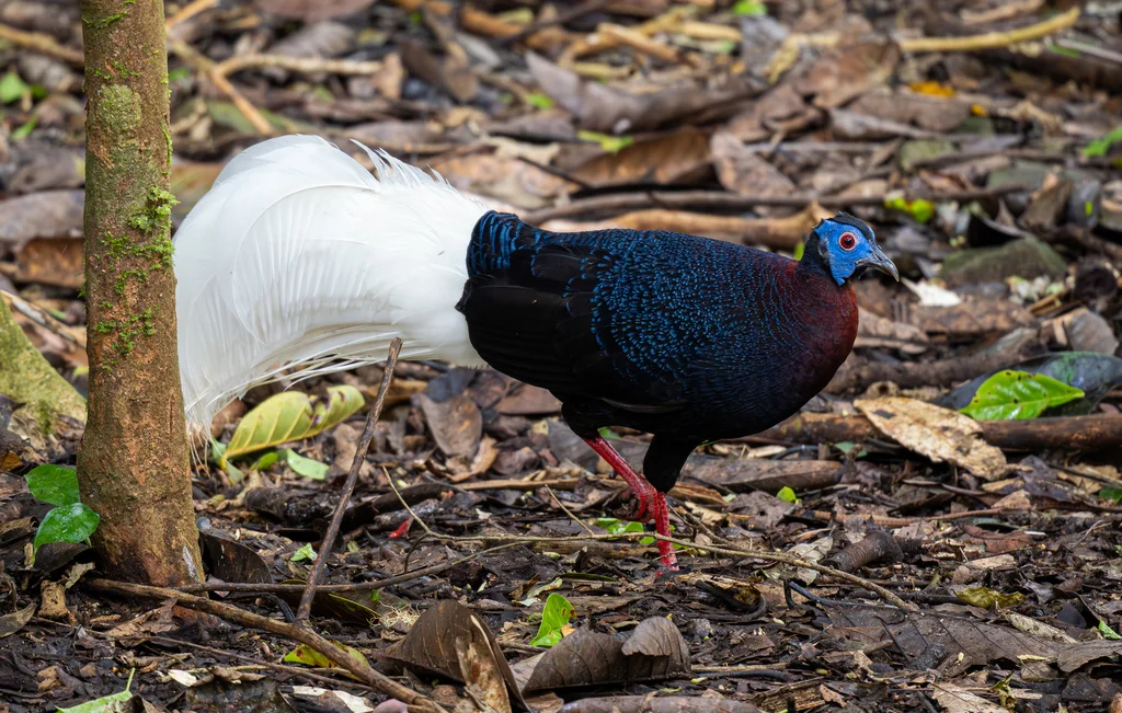 鳞背鹇(Lophura bulweri)