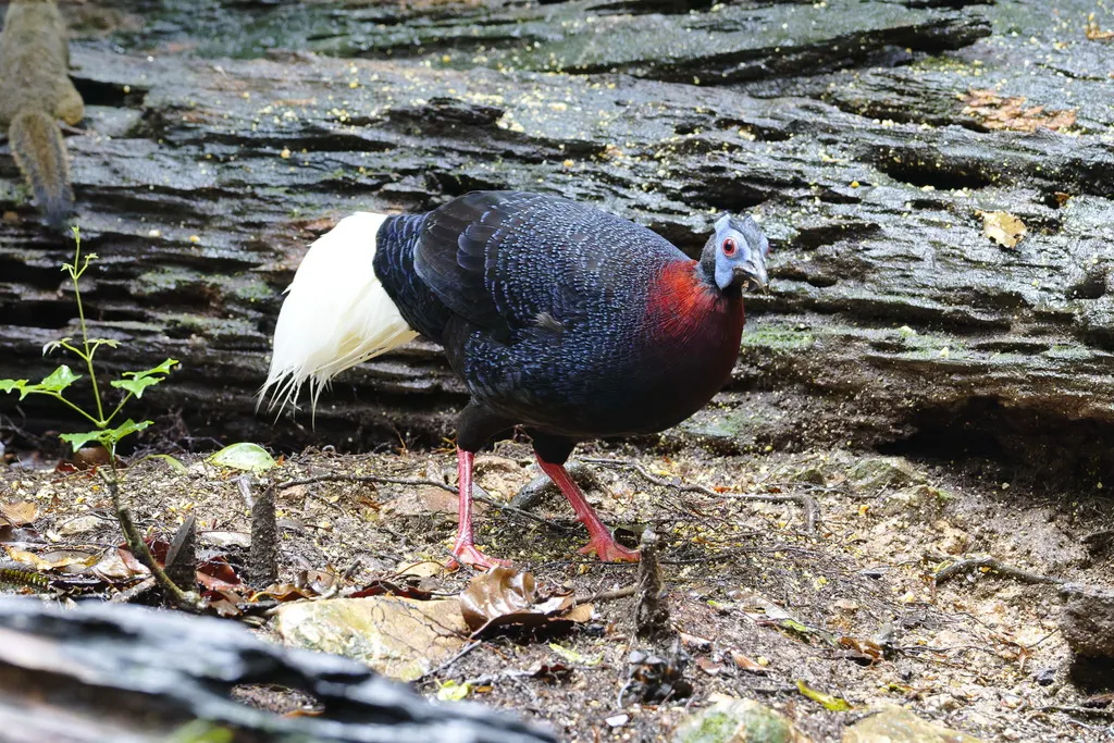 鳞背鹇(Lophura bulweri)
