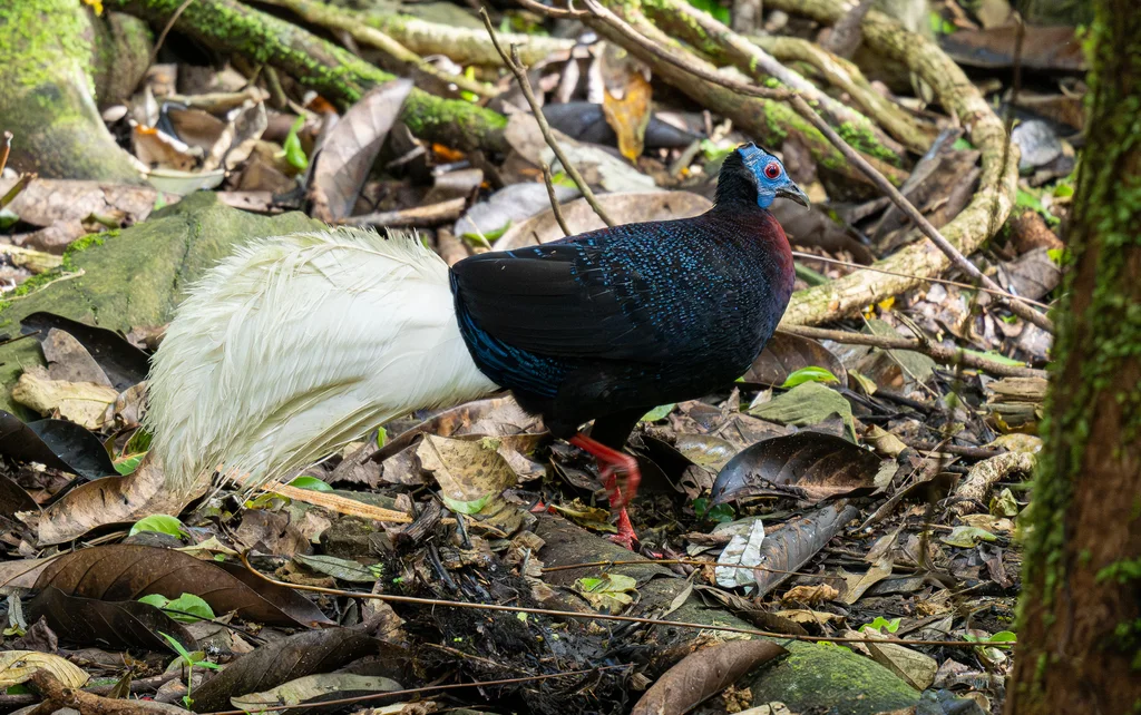 鳞背鹇(Lophura bulweri)