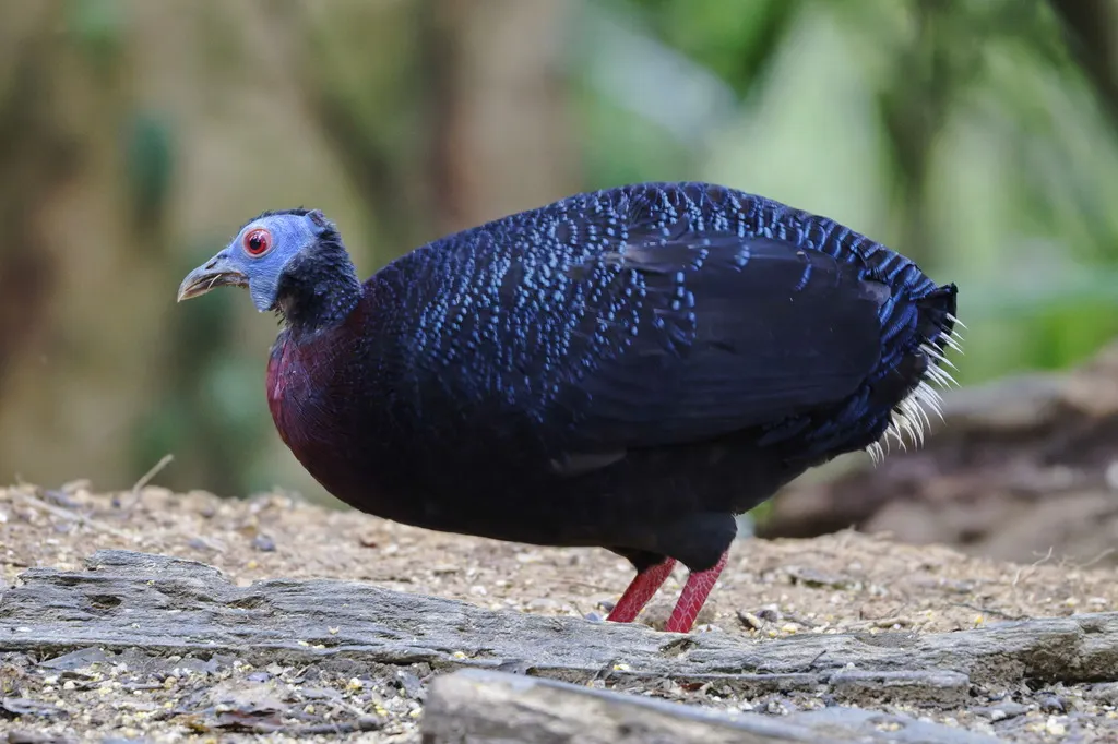 鳞背鹇(Lophura bulweri)