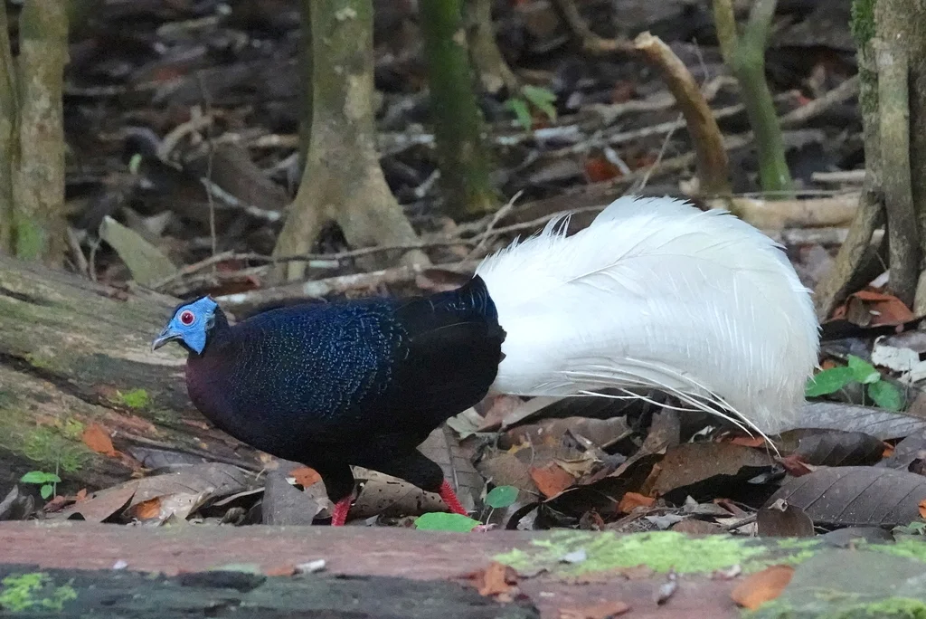 鳞背鹇(Lophura bulweri)