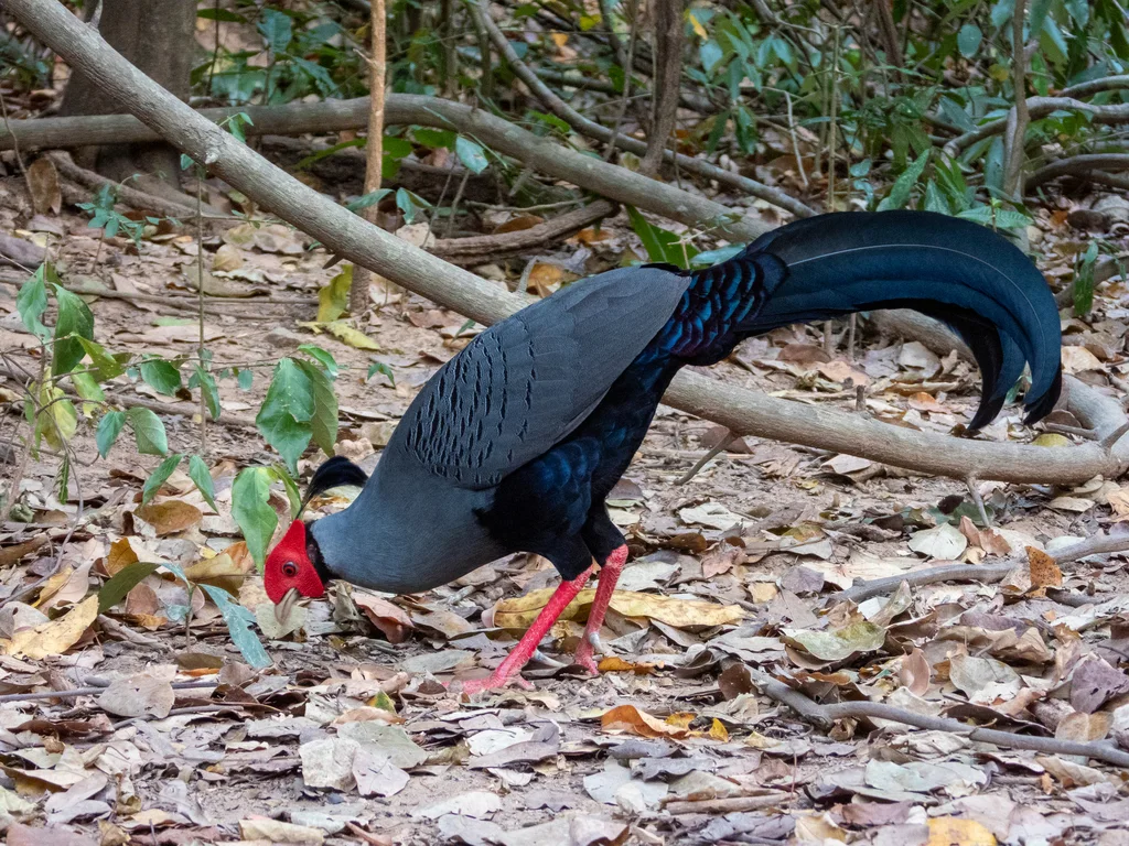戴氏火背鹇（Lophura diardi）