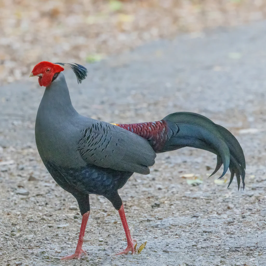 戴氏火背鹇（Lophura diardi）