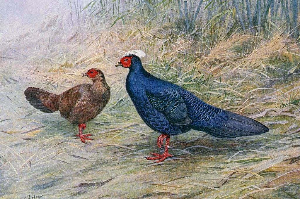 爱氏鹇(Lophura edwardsi)