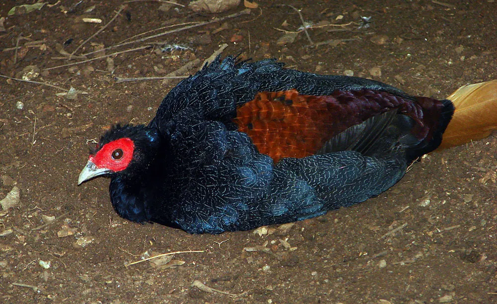 棕尾火背鹇(Lophura erythrophthalma)