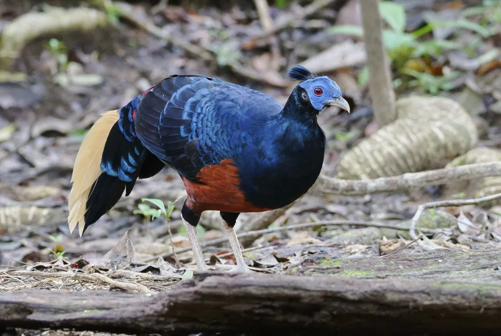 凤冠火背鹇（Lophura ignita）