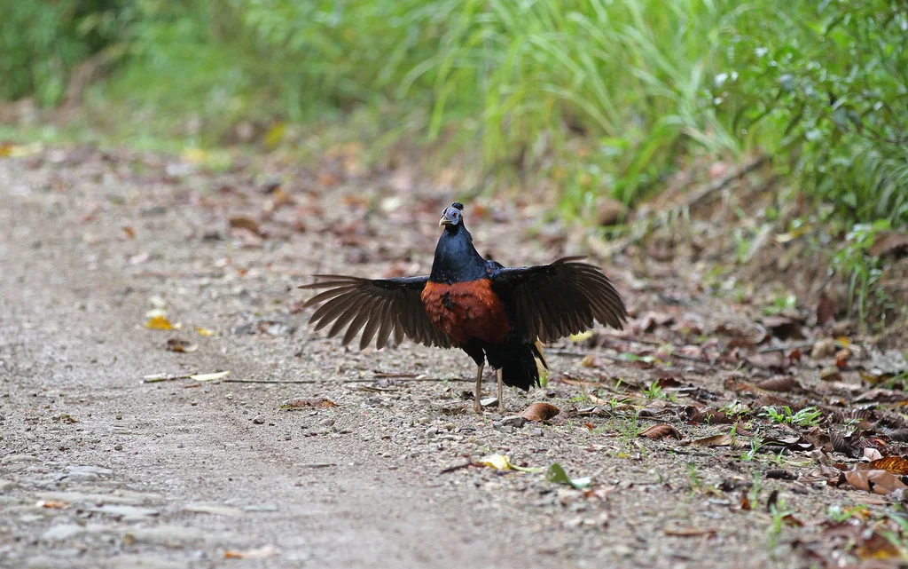 凤冠火背鹇（Lophura ignita）