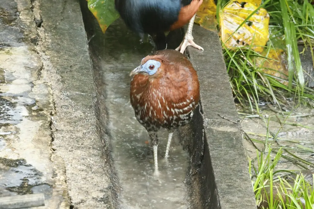 凤冠火背鹇（Lophura ignita）