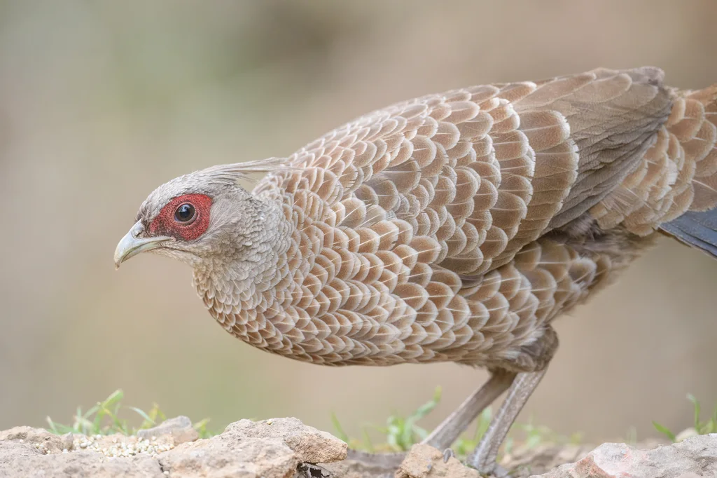黑鹇(Lophura leucomelanos)