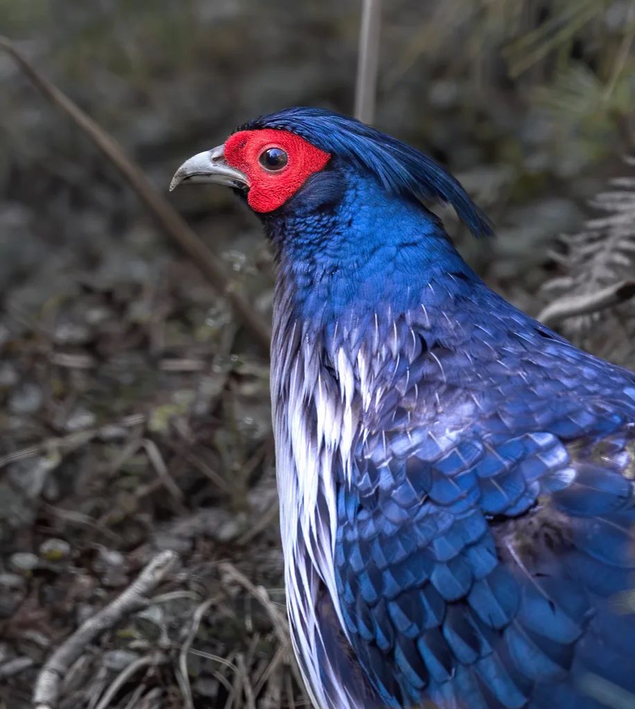 黑鹇(Lophura leucomelanos)