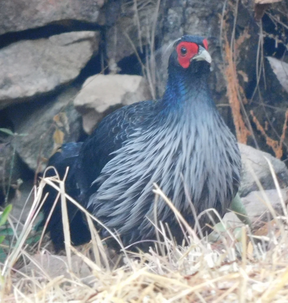 黑鹇(Lophura leucomelanos)