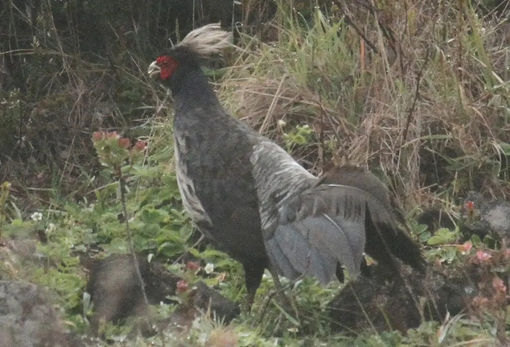 黑鹇(Lophura leucomelanos)