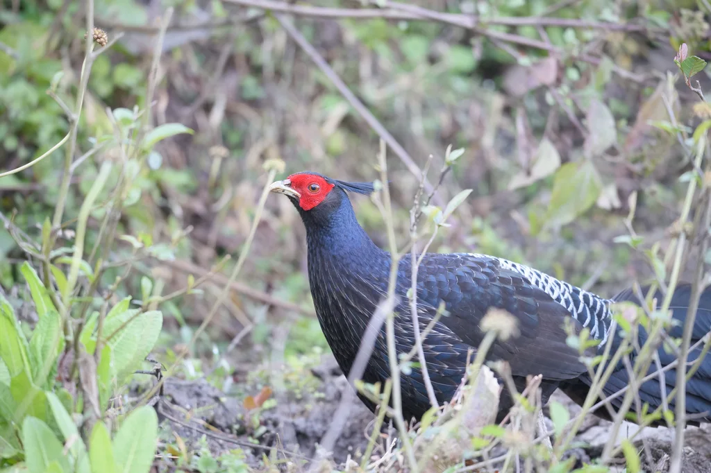 黑鹇(Lophura leucomelanos)