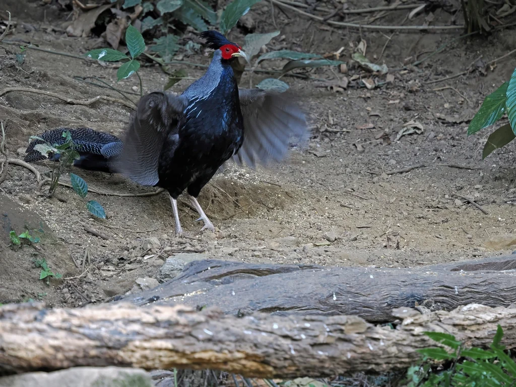 黑鹇(Lophura leucomelanos)