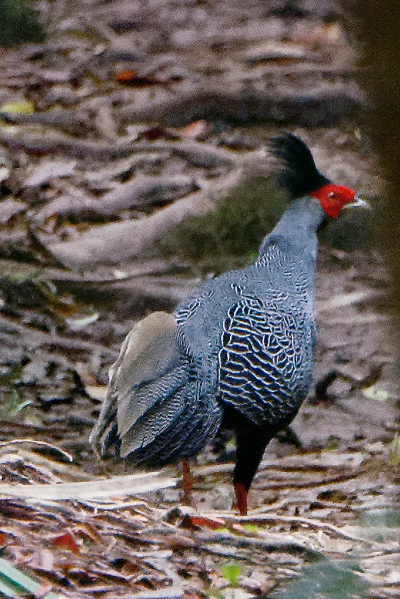 白鹇(Lophura nycthemera)