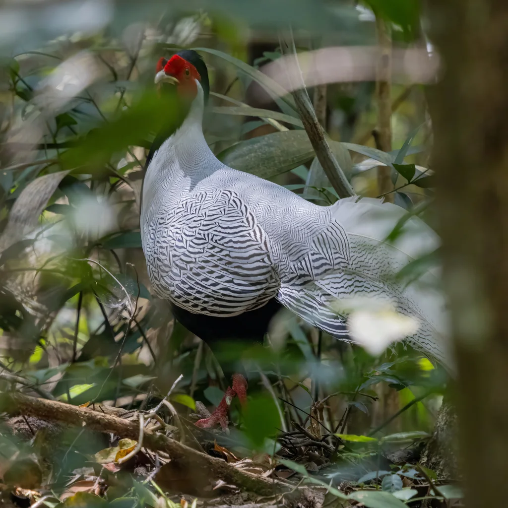 白鹇(Lophura nycthemera)