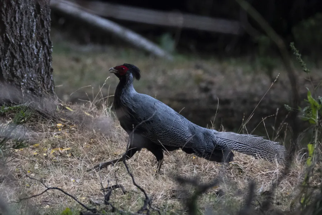 白鹇(Lophura nycthemera)