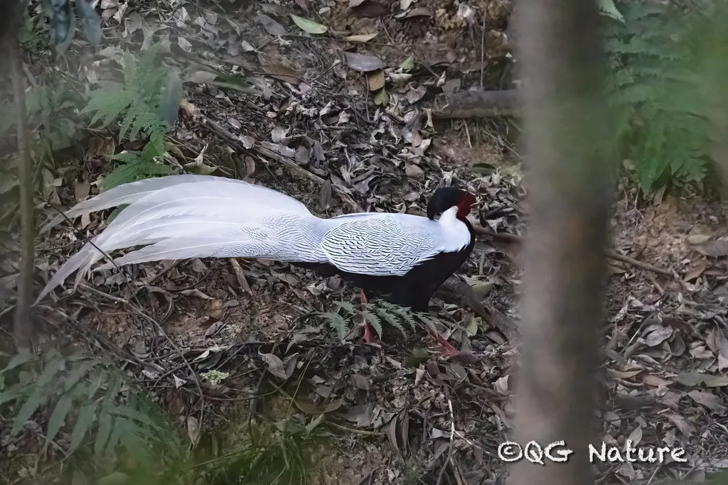 白鹇(Lophura nycthemera)
