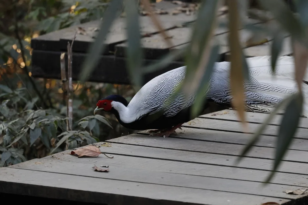 白鹇(Lophura nycthemera)