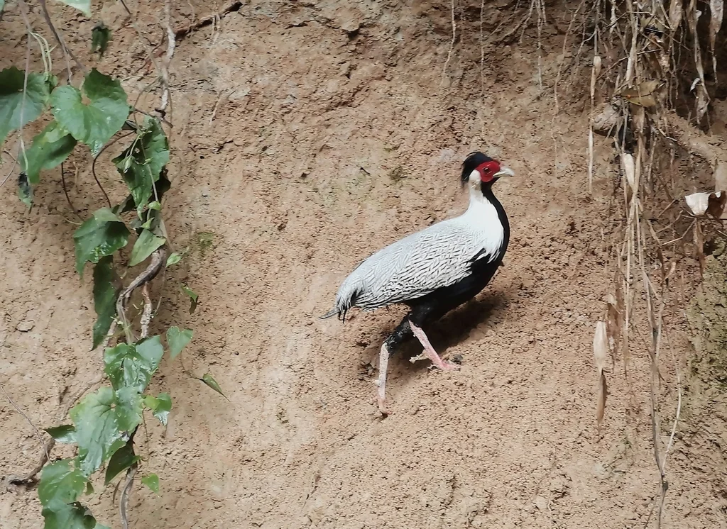 白鹇(Lophura nycthemera)