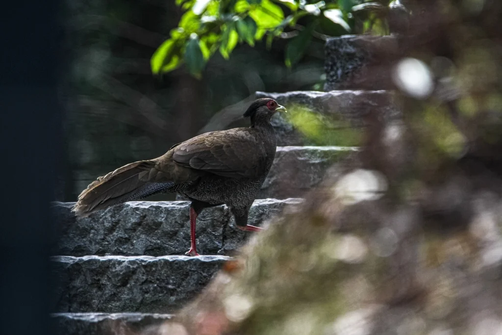 白鹇(Lophura nycthemera)