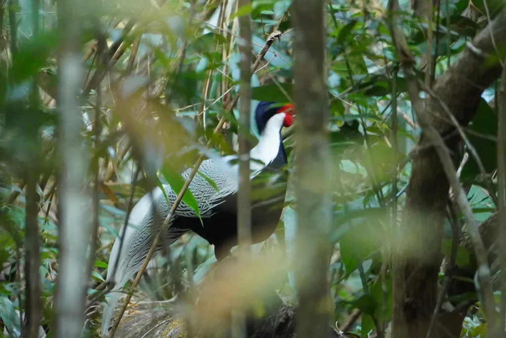 白鹇(Lophura nycthemera)
