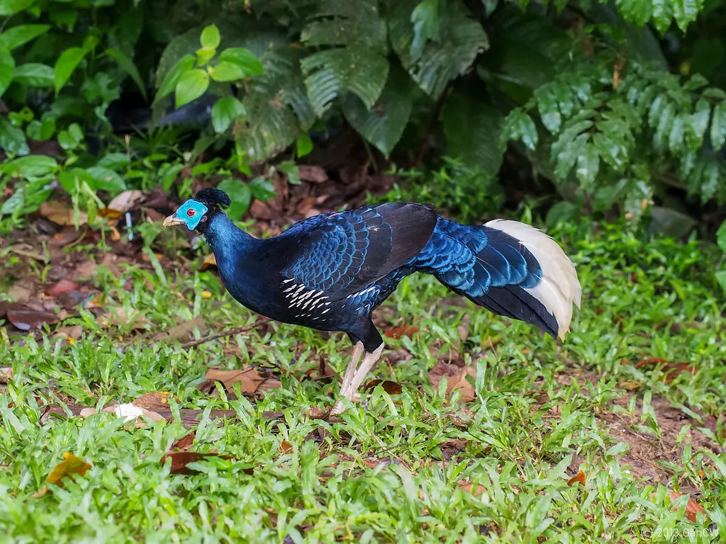 马来火背鹇(Lophura rufa)