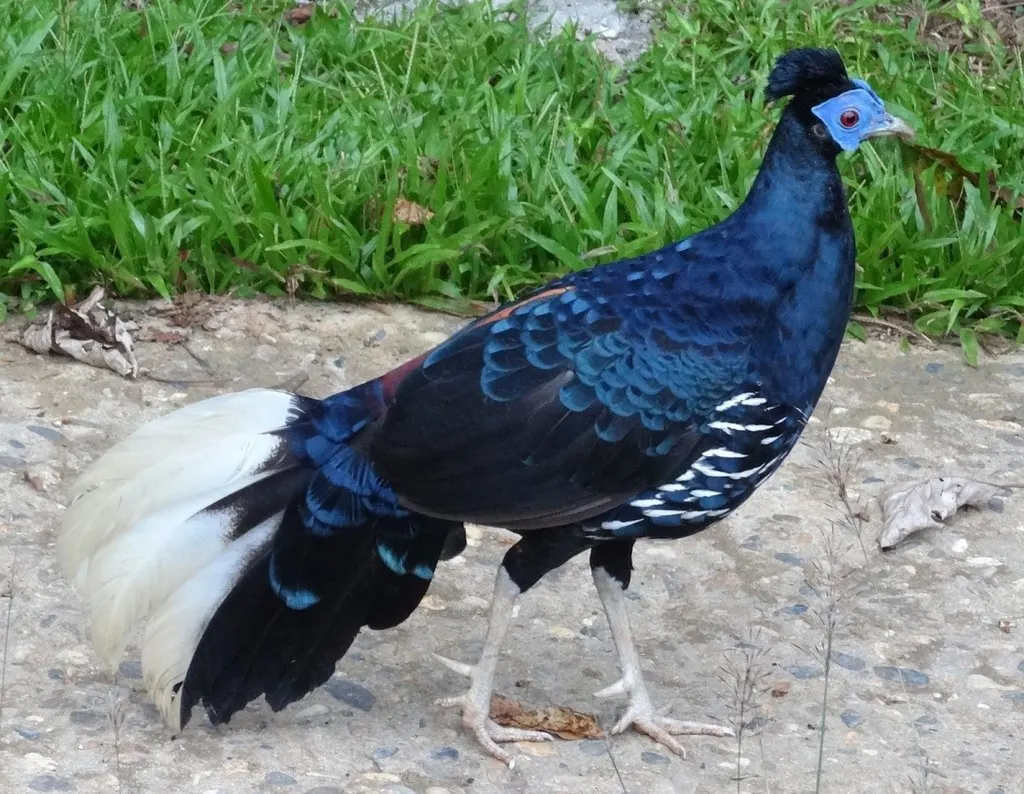 马来火背鹇(Lophura rufa)