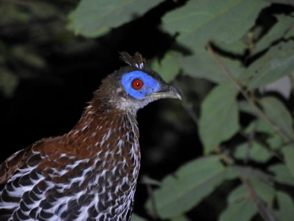 马来火背鹇(Lophura rufa)