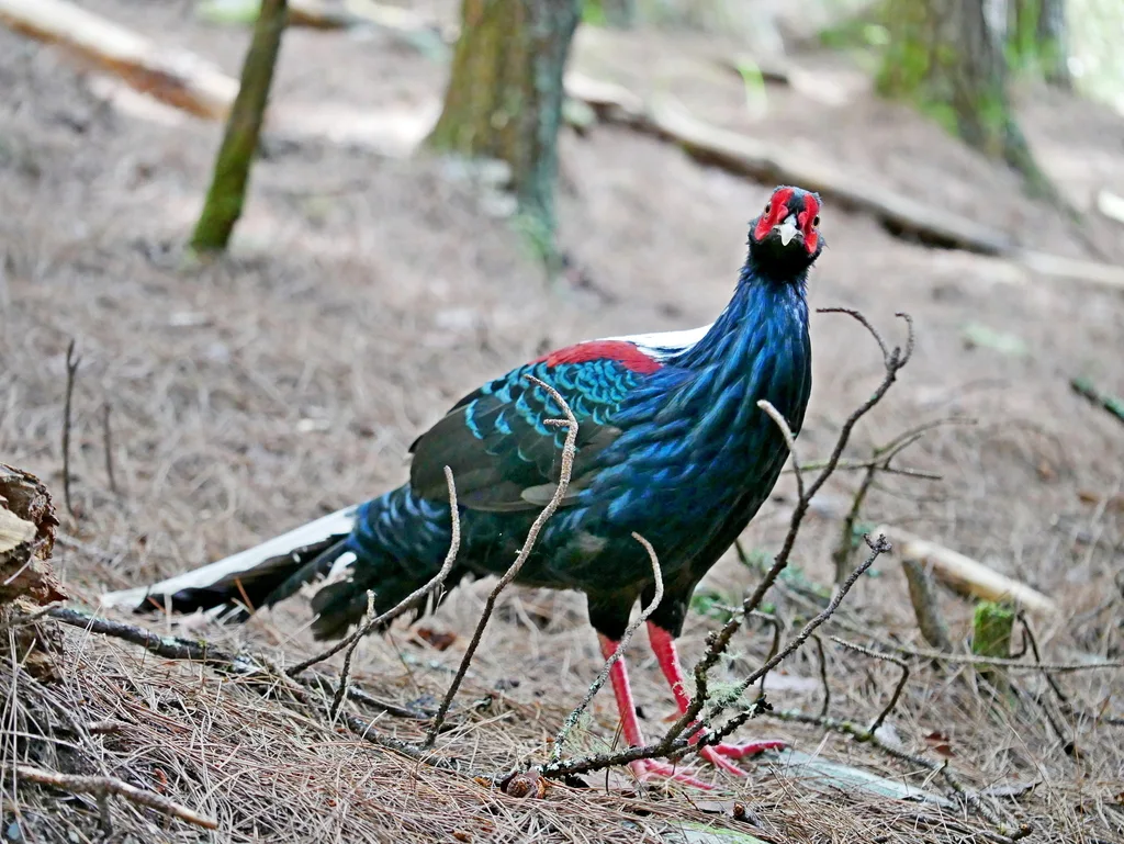 蓝腹鹇（Lophura swinhoii）
