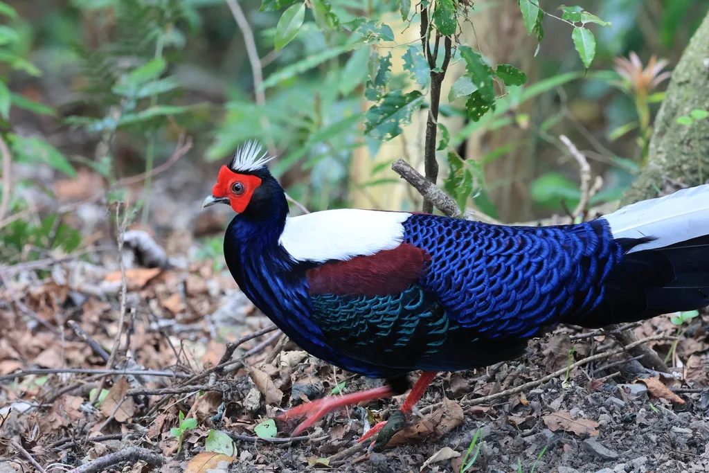 蓝腹鹇（Lophura swinhoii）