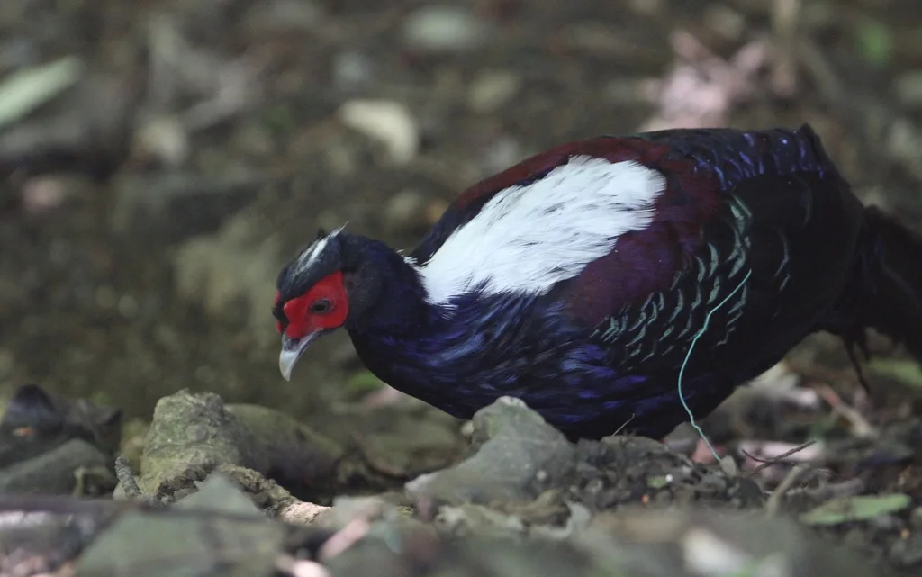 蓝腹鹇（Lophura swinhoii）