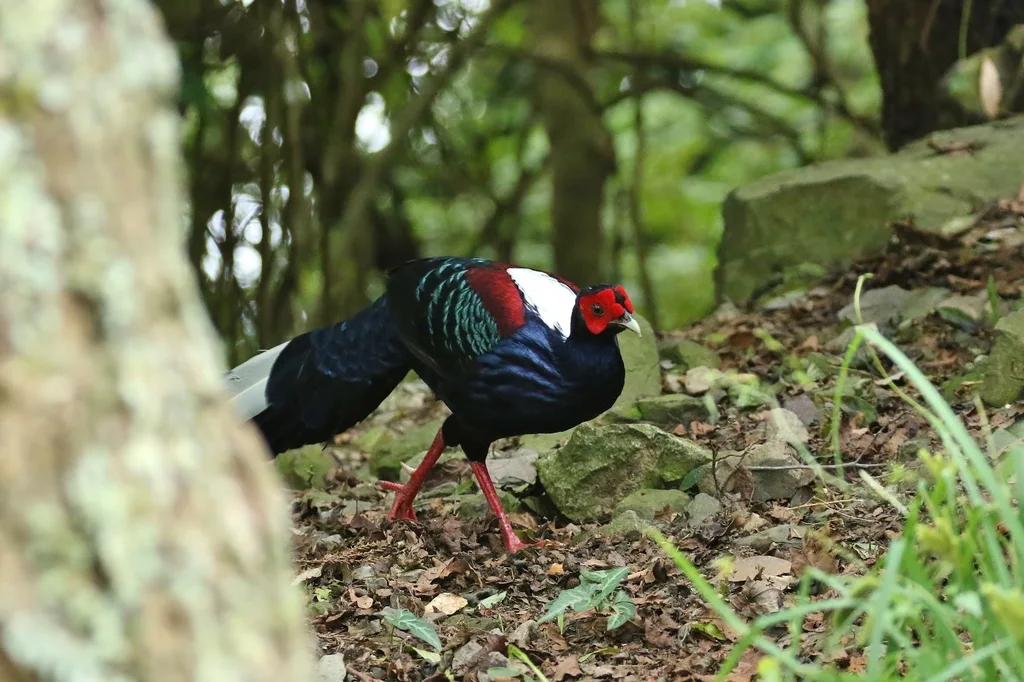 蓝腹鹇（Lophura swinhoii）