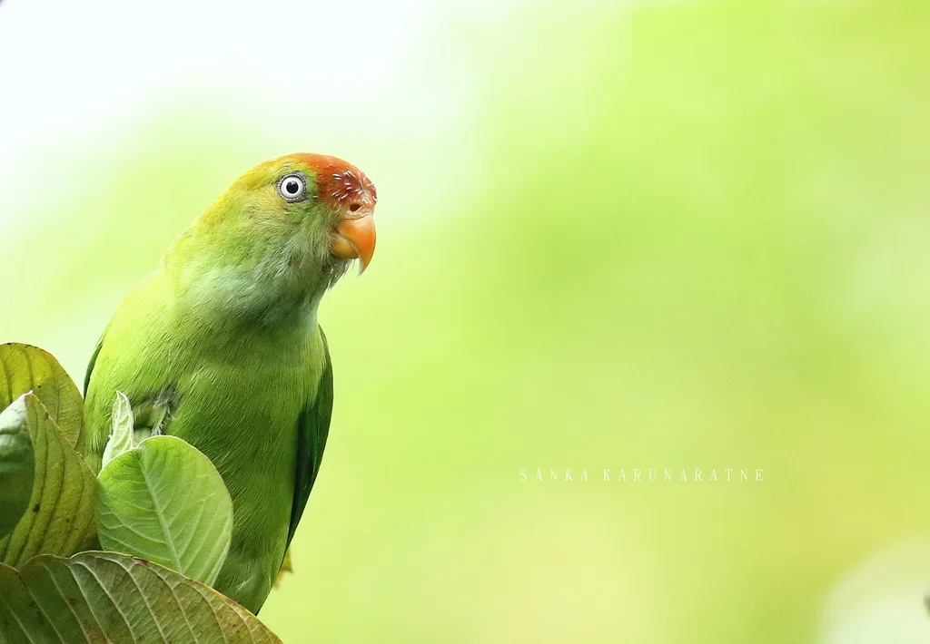 斯里兰卡短尾鹦鹉(Loriculus beryllinus)